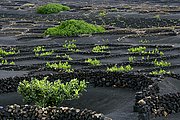 La Geria, Lanzarote, España