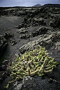 Parque Nacional del Timanfaya, Lanzarote, España