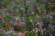 Campo de Flores, Valle del Loira, Francia