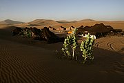 Camara Canon EOS-1Ds Mark II
Campamento de Sahara Service en Erg Chigaga
Marruecos
ERG CHIGAGA
Foto: 16586