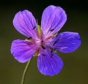 Objetivo EF 100 Macro
Flores
Mongolia
LAGO KHOVSGOL
Foto: 14899