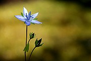 Objetivo EF 100 Macro
Flores
Mongolia
LAGO KHOVSGOL
Foto: 14898