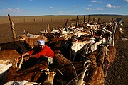 Desierto del Gobi, Desierto del Gobi, Mongolia