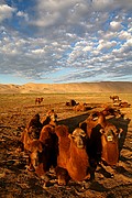 Desierto del Gobi, Desierto del Gobi, Mongolia