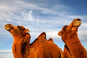 Desierto del Gobi, Desierto del Gobi, Mongolia