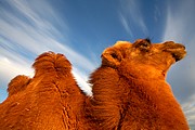 Desierto del Gobi, Desierto del Gobi, Mongolia