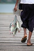 Objetivo 70 to 200
Puente de V bein Sobre el Lago Taungthaman en Myanmar
Myanmar (Birmania)
LAGO TAUNGTHAMAN
Foto: 13570