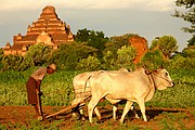 Objetivo 70 to 200
Agricultor en Pagan
Myanmar (Birmania)
PAGAN
Foto: 13645