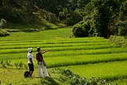 Objetivo 70 to 200
Trekking de Kalow Al Lago Inle
Myanmar (Birmania)
LAGO INLE
Foto: 13671