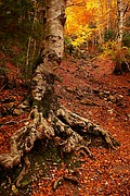 Bosque de Las Hayas, Ordesa, España