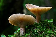 Objetivo EF 100 Macro
Clitocybe
Ordesa
ORDESA
Foto: 11027