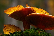 Objetivo EF 100 Macro
Lactarius Sp
Ordesa
ORDESA
Foto: 11039