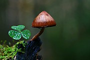 Objetivo EF 100 Macro
Mycena Sp
Ordesa
ORDESA
Foto: 11062