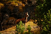 Ordesa, Ordesa, España