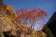 Serbal de Los Cazadores, Ordesa, España