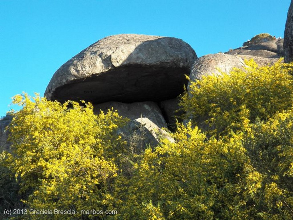 Foto de Tandil, Cerro la Movediza, Argentina - Retama en flor