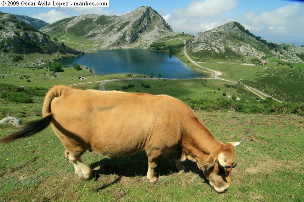 Los Lagos
Pastando
Asturias