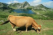 Picos de Europa, Los Lagos, España