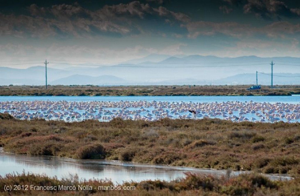 El Delta del Ebro
Flamencos Rosados
Tarragona