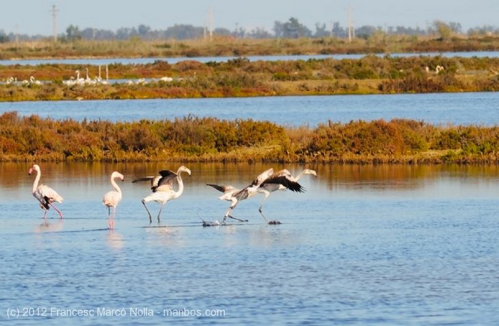 El Delta del Ebro
Colonia de Flamencos
Tarragona