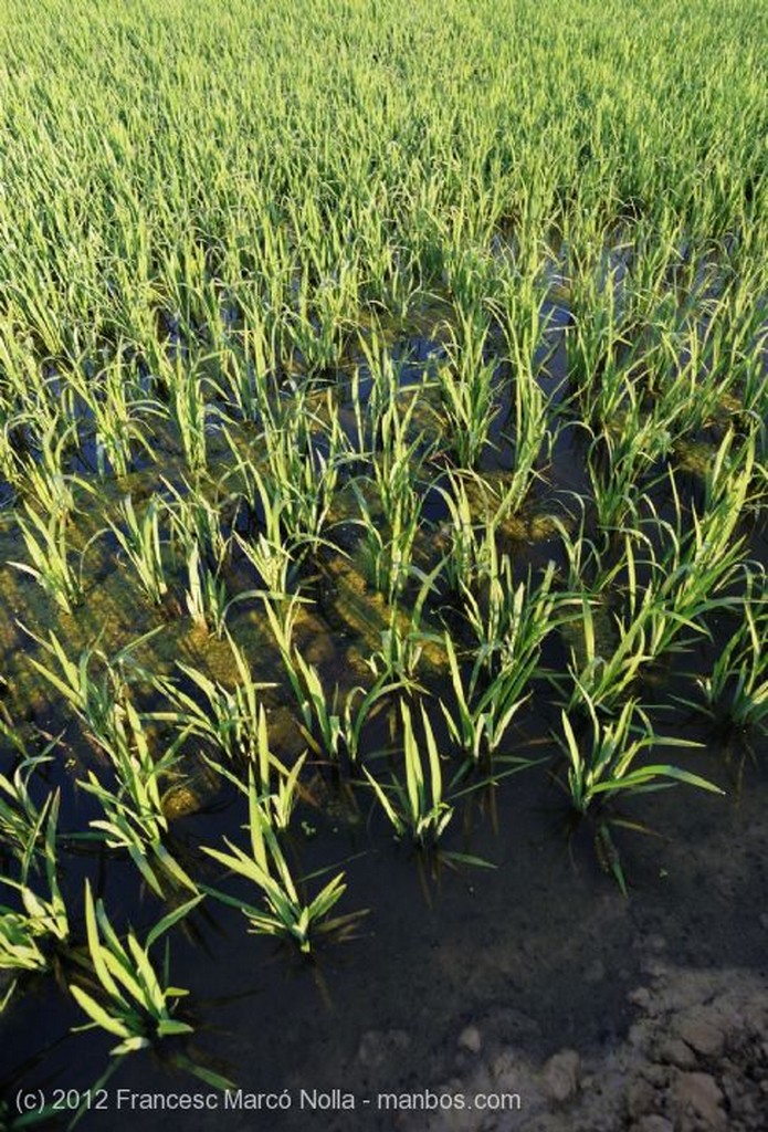 El Delta del Ebro
Los Arrozales en Junio
Tarragona