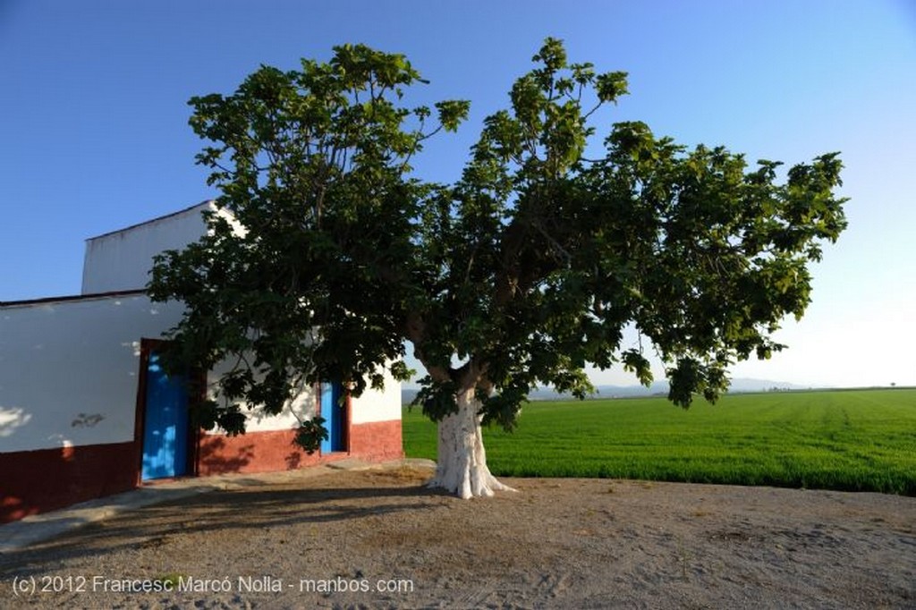 El Delta del Ebro
El Cultivo del Arroz
Tarragona