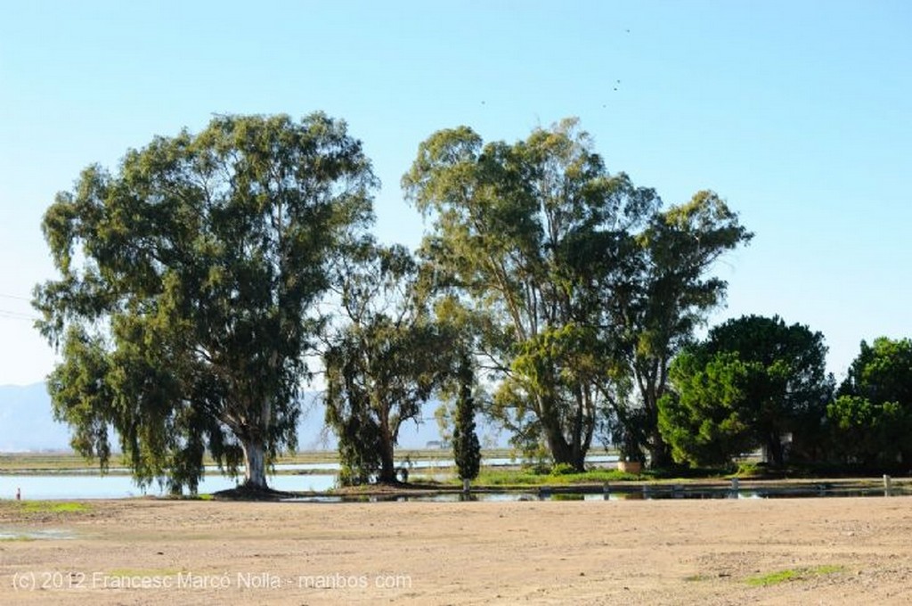 El Delta del Ebro
Camada de Reses Bravas
Tarragona 