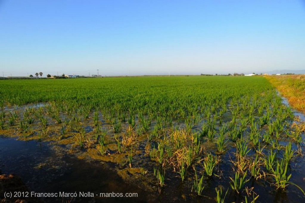 El Delta del Ebro
Los Arrozales del Delta
Tarragona