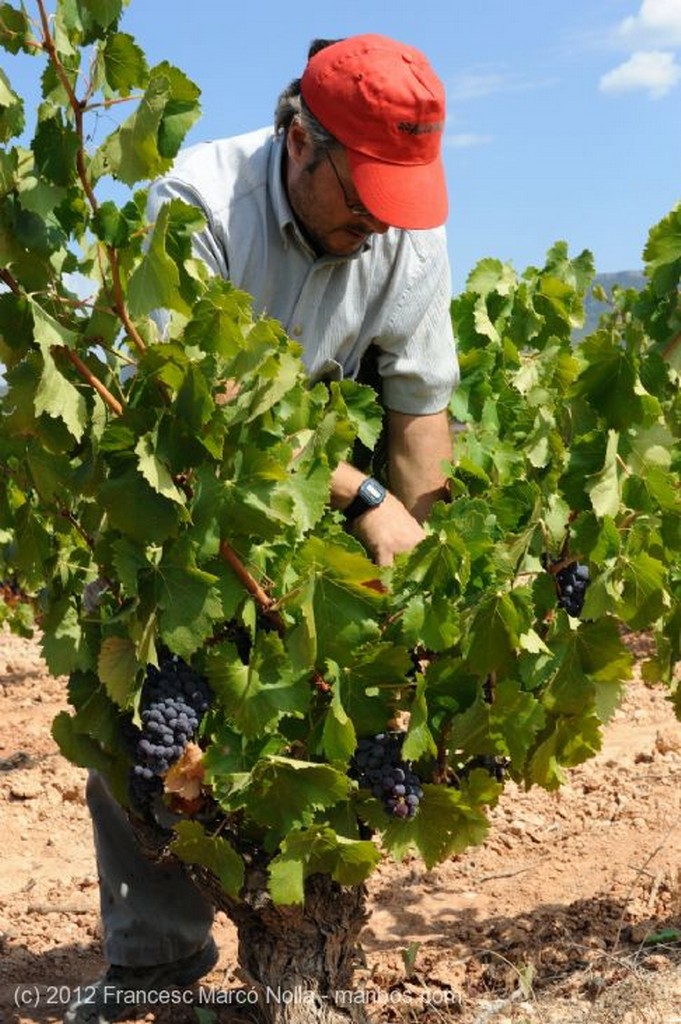 El Priorato
Esmerado Cuidado
Tarragona