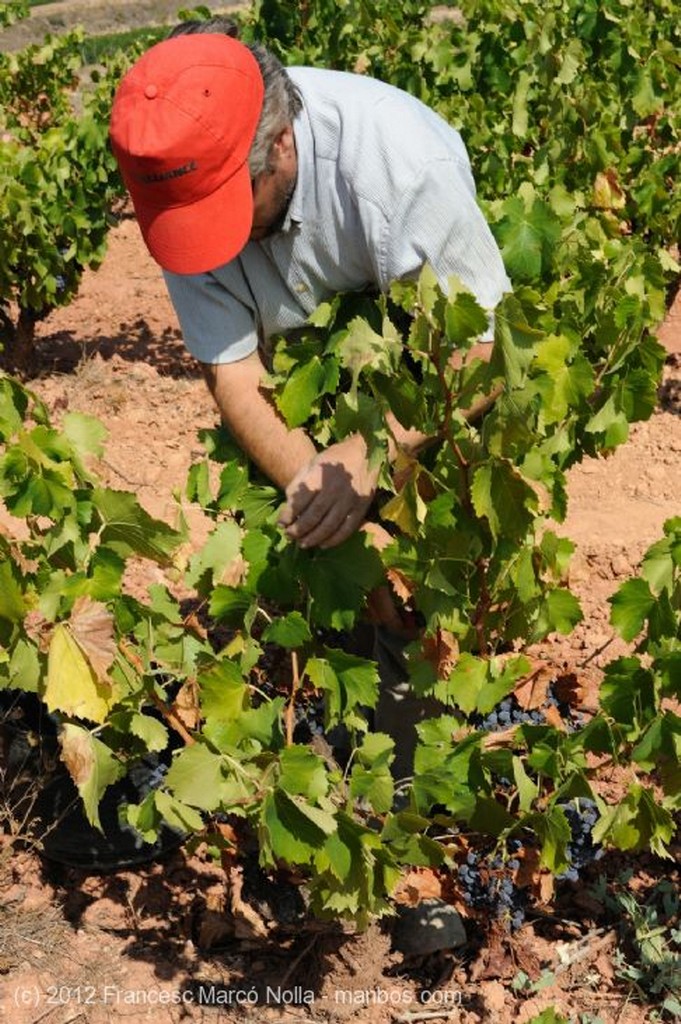 El Priorato
Uva de Excelente Calidad
Tarragona