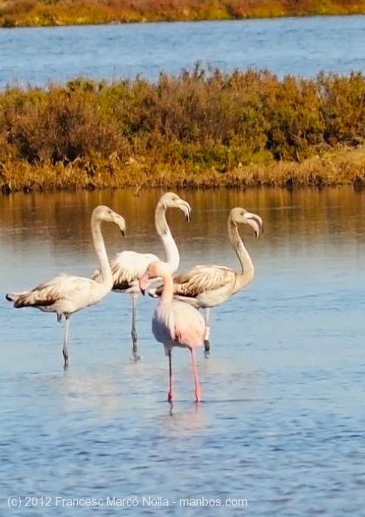 El Delta del Ebro
Inundando los Arrozales
Tarragona