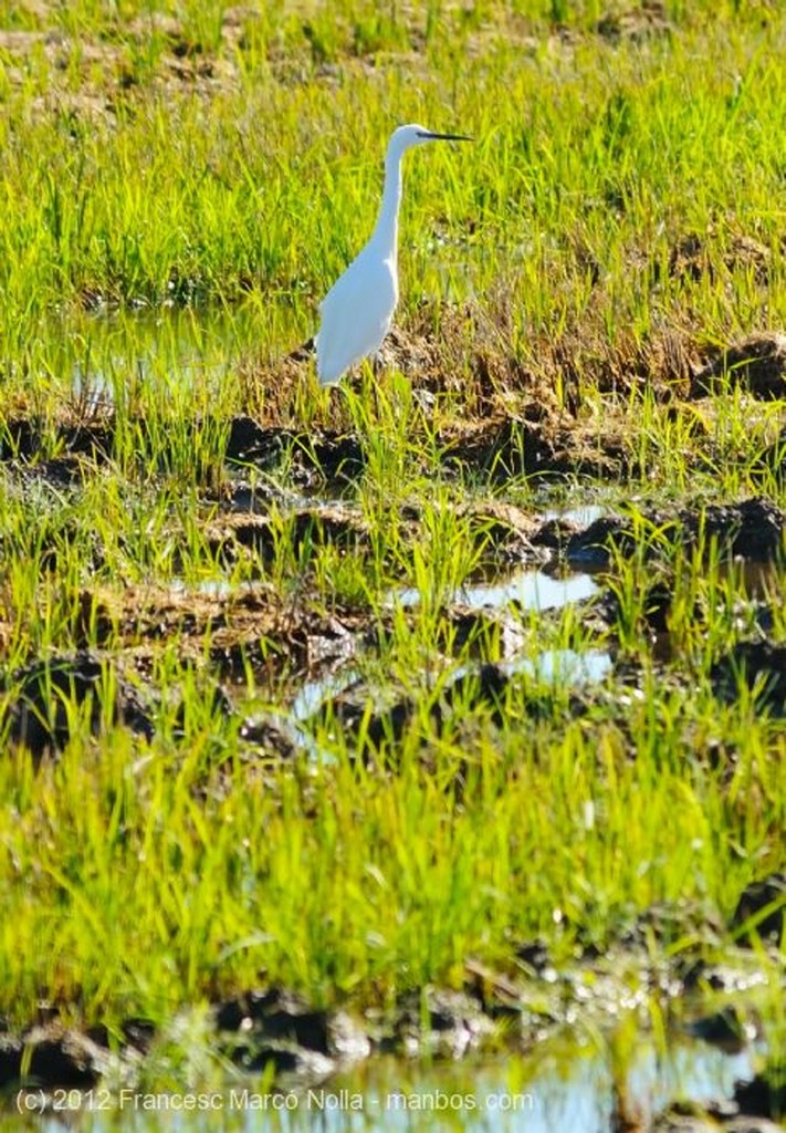 El Delta del Ebro
Los Arrozales Despues de la Siega
Tarragona