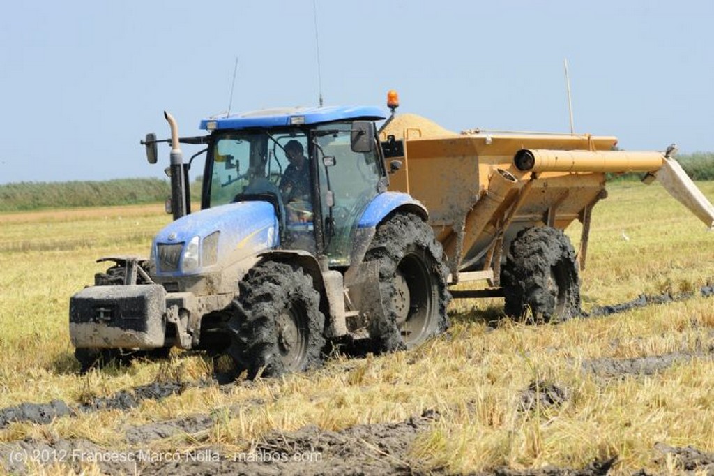 El Delta del Ebro
Las Cosechadoras Trabajando Duro
Tarragona