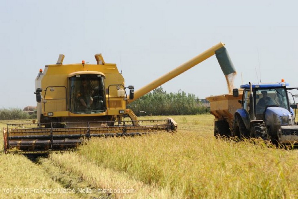 El Delta del Ebro
Empiza la Cosecha del Arroz
Tarragona