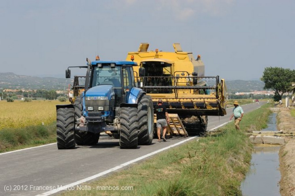 El Delta del Ebro
Transportando el Arroz
Tarragona