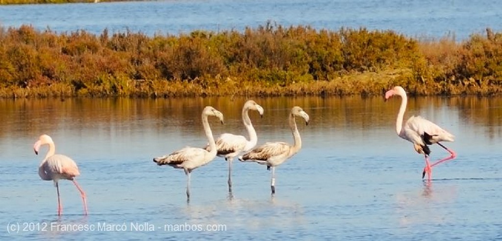 El Delta del Ebro
Flamencos Rosados
Tarragona