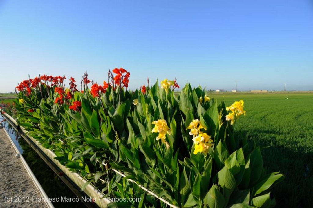 El Delta del Ebro
Tipica Masia del Delta
Tarragona