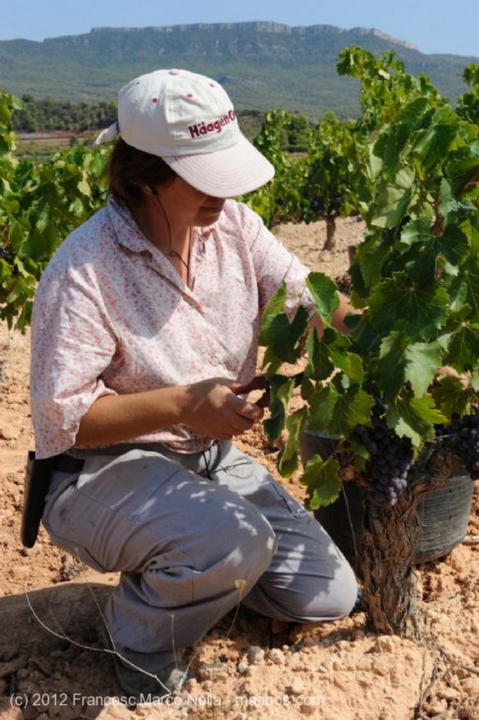 El Priorato
Las Uvas Recogidas
Tarragona