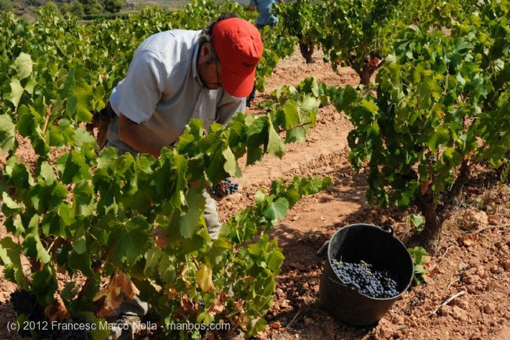 El Priorato
Excelente Uva Garnatxa
Tarragona