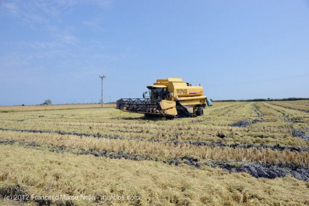 El Delta del Ebro
Cultivando los Arrozales
Tarragona