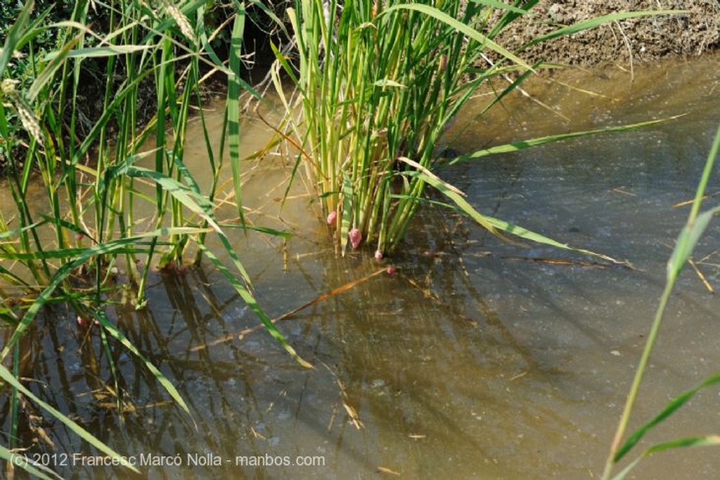 El Delta del Ebro
El Caracol Manzana
Tarragona