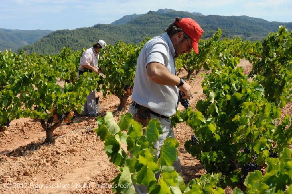 El Priorato
Hermosa Cepa
Tarragona