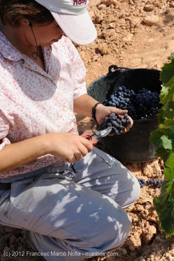 El Priorato
Vendimia a Mano
Tarragona