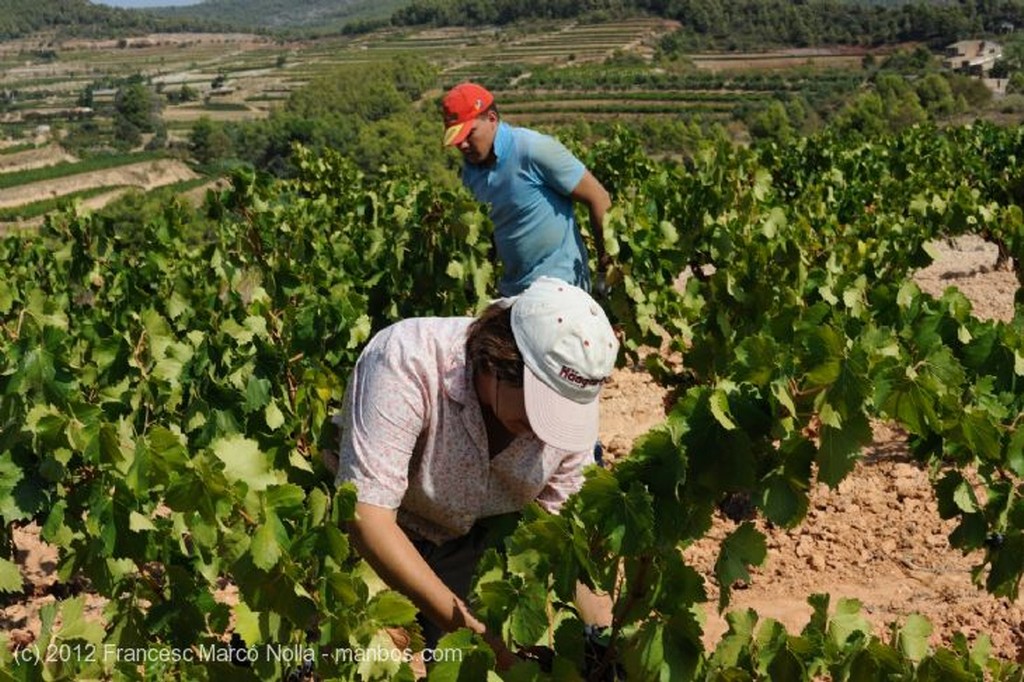 El Priorato
Epoca de Vendimia
Tarragona