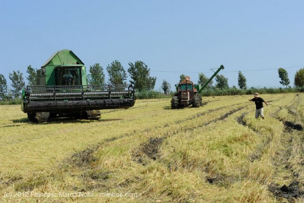 El Delta del Ebro
La Cosecha del Arroz
Tarragona