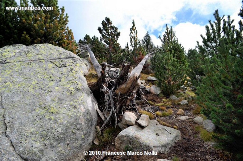 Cerdanya
Malniu Arbol Seco 
Gerona