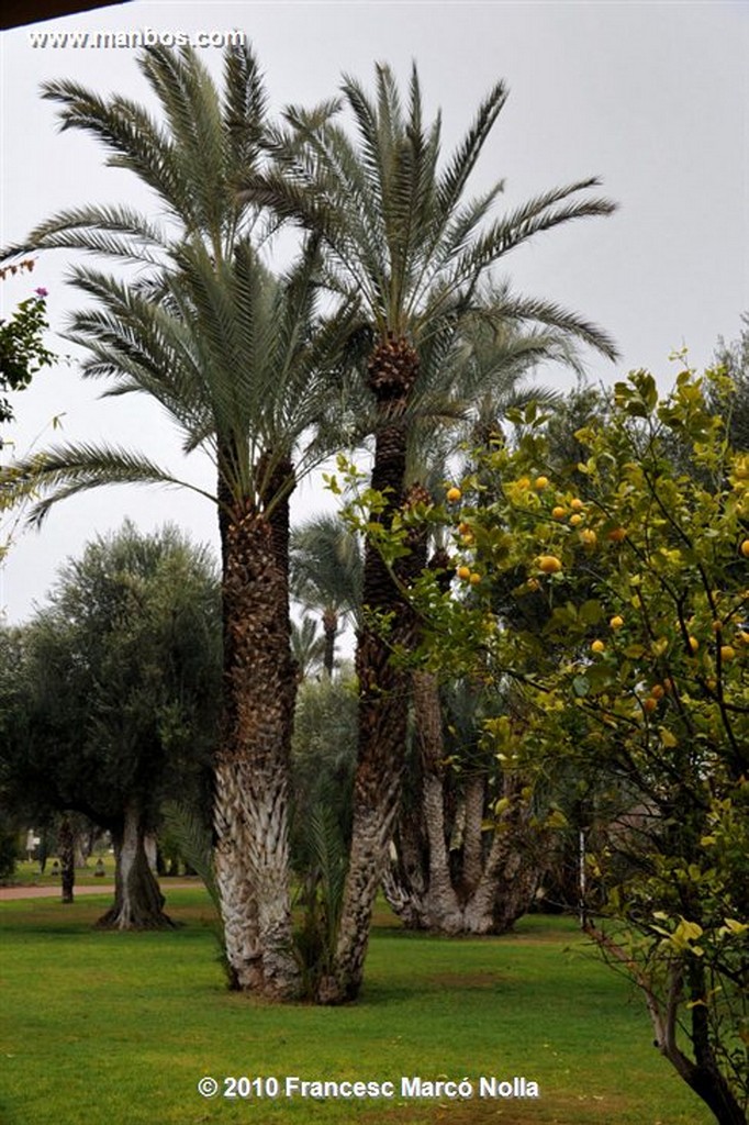 Marruecos 
jardines la palmeraie-marrakech
Marruecos 