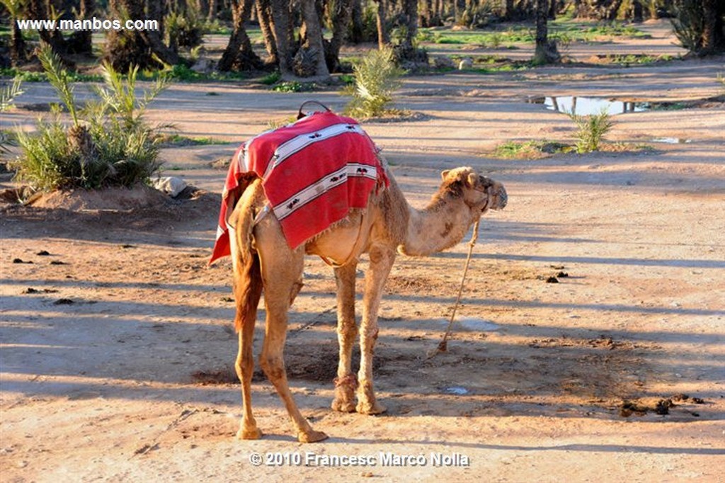 Marruecos 
la palmeraie - marrakech
Marruecos 