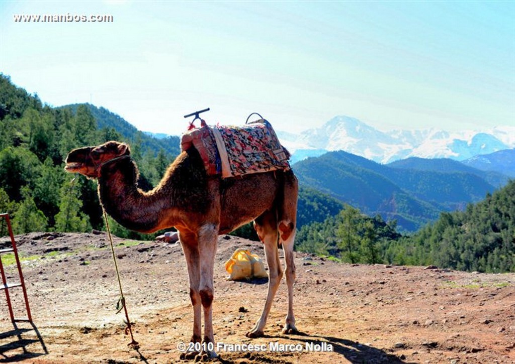 Marruecos 
El Atlas Nevado
Marruecos 