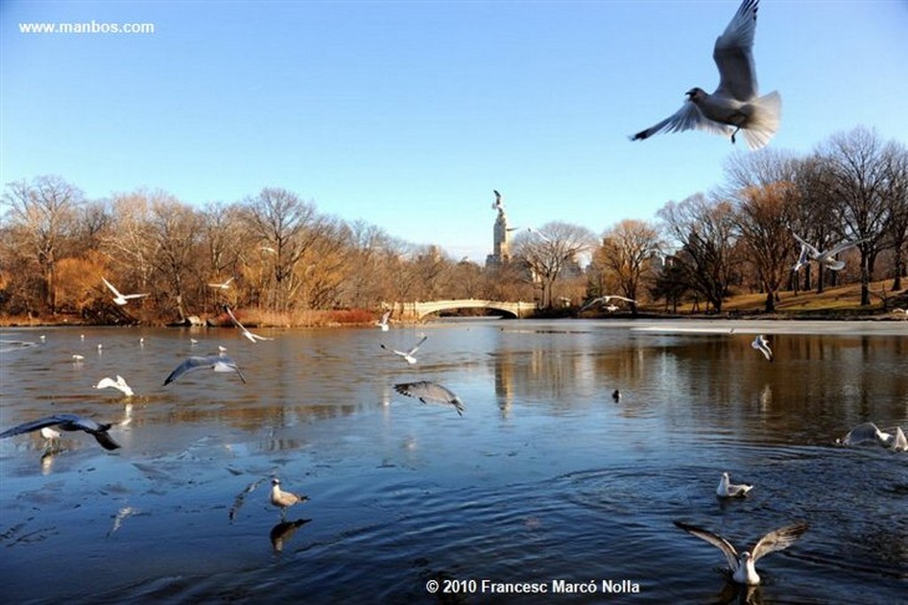 Nueva York
Gaviota-Central Park
Nueva York